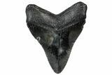 Fossil Megalodon Tooth - South Carolina #301836-1